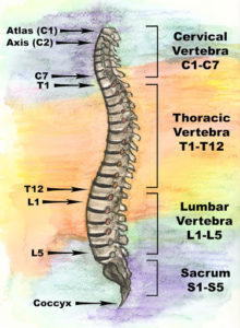 Whole spine? - Denison Chiropractic